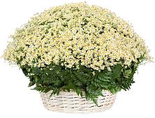 Цветочная композиция из Ромашки в корзине #REPLACE_PRED# Королёве